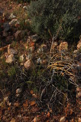 Cyanella