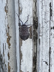 Lycorma delicatula