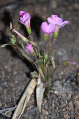 Oxalis bifida