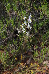 Cyanella