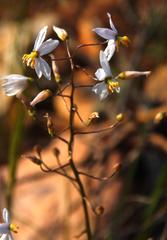 Cyanella