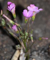 Oxalis bifida