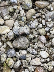 Ceratinini