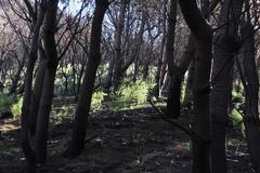 Asparagus rubicundus