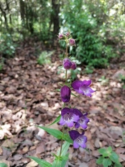 Penstemon leonensis