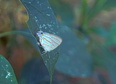 Hemiolaus caeculus caeculus