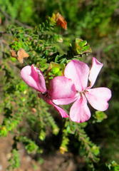 Acmadenia tetragona