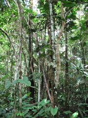 Philodendron ernestii