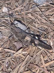 Trimerotropis fontana