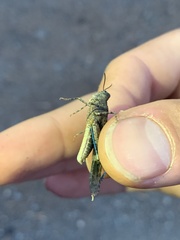 Trimerotropis fontana