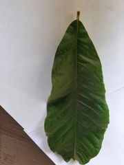 Asimina triloba
