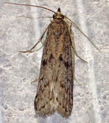 Vitula serratilineella