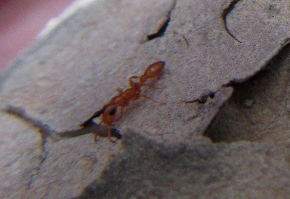 Tetraponera ambigua