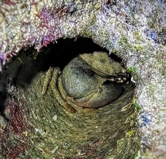 Myomenippe hardwickii