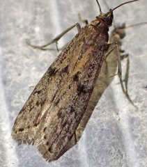 Vitula serratilineella