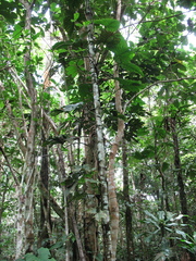 Philodendron ernestii