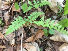 Cystopteris protrusa