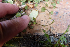 Hydrocotyle moschata