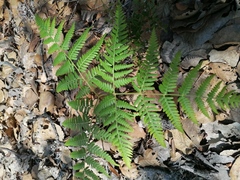 Pteridium feei