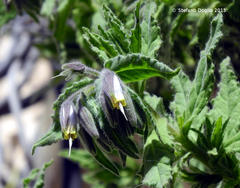 Podonosma orientalis