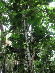 Philodendron ernestii