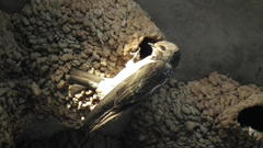 Petrochelidon spilodera