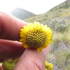 Espeletia boyacensis