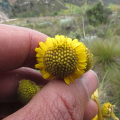 Espeletia boyacensis