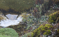 Valeriana adscendens