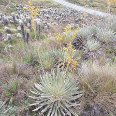 Espeletia boyacensis