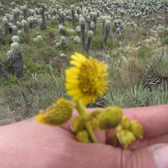 Espeletia boyacensis