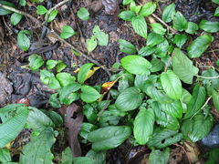 Philodendron ernestii