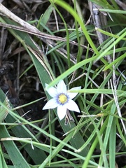Sisyrinchium rosulatum