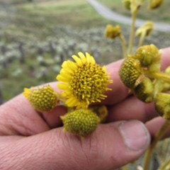 Espeletia boyacensis
