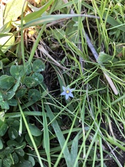 Sisyrinchium rosulatum