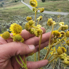 Espeletia boyacensis