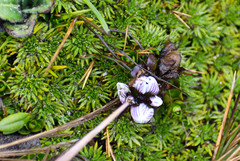 Gentianella nummulariifolia