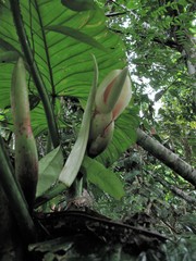 Philodendron ernestii