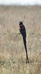 Euplectes progne progne