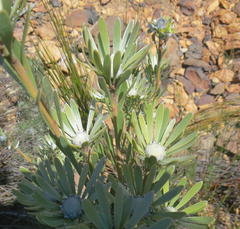 Leucadendron album