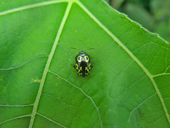 Zygogramma signatipennis
