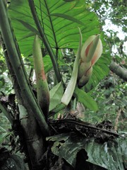 Philodendron ernestii