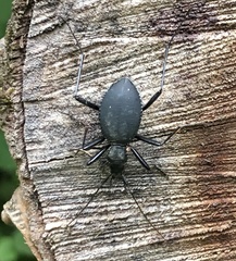 Scaphinotus angusticollis