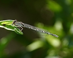 Enallagma geminatum