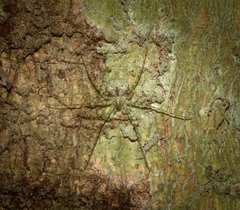 Tamopsis tweedensis