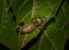 Opisthoncus barbipalpis