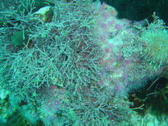 Amphiroa ephedraea