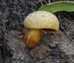 Buchwaldoboletus