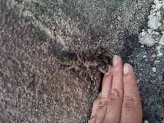 Mastigoproctus vandevenderi