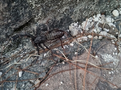 Mastigoproctus vandevenderi